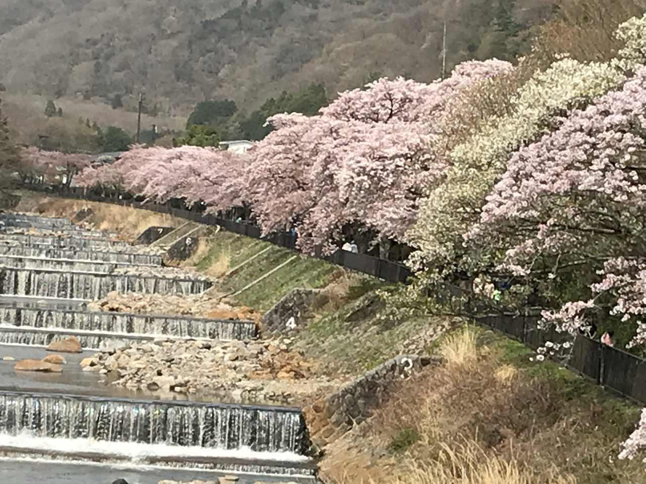 箱根　宮城野　桜