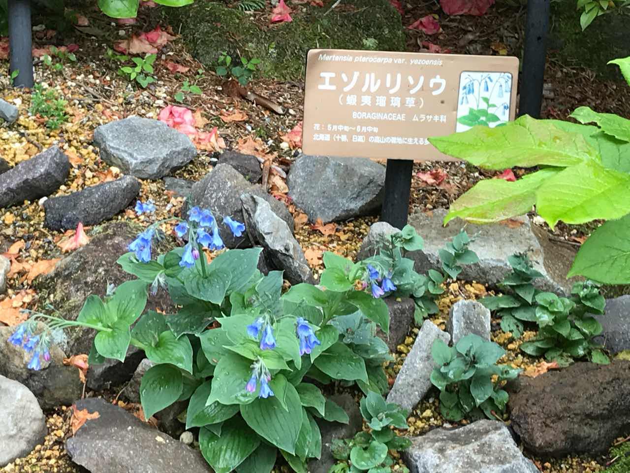 箱根　高山植物