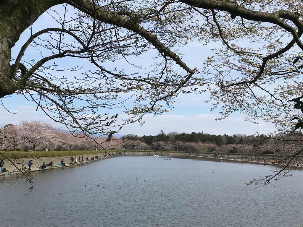 御殿場　東山湖　桜