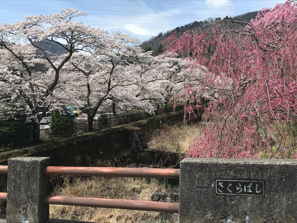 枝垂れ桜　桜